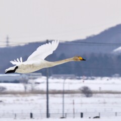 snowy egret in snow