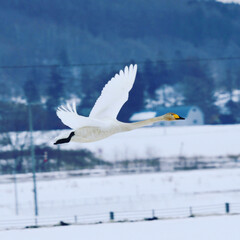 snowy egret in flight