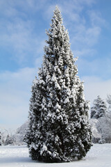Spruce tree covered with snow and sunny sky background in winter season