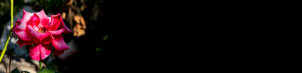 Natural dark background with flower &ndash; Panorama, large web banner or header