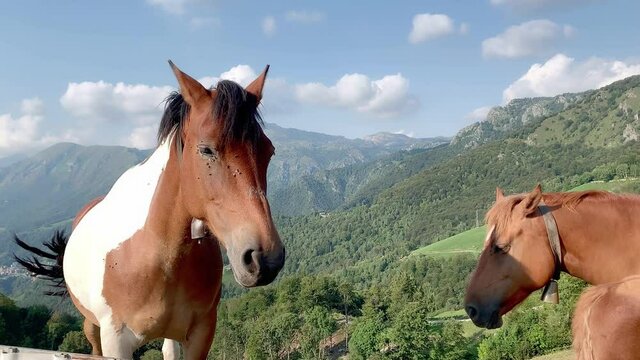 Spotted horse looks towards the camera. His muzzle is covered by flies. in the background a green valley on a spring day