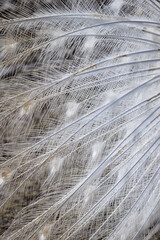Close-up on the feathers of a white peacock bird.