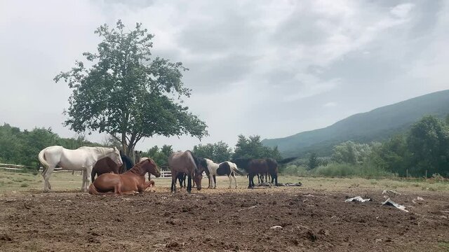 A horse resting on the ground stands up among the members of its herd grazing in an enclosure