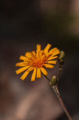 yellow dandelion flower
