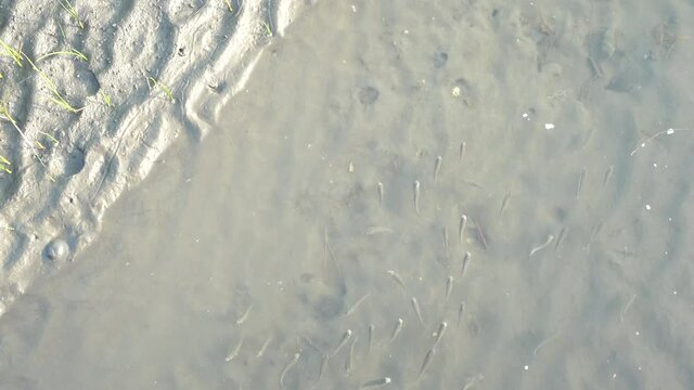 A group of little fish swimming in the same direction in a puddle of sandy and muddy water tidal flat at Gaomei wetlands preservation area, Taichung, Taiwan.