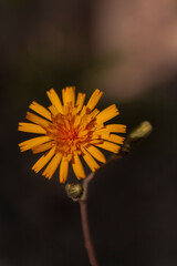 yellow flower on black background