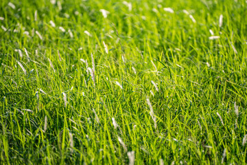 green grass in the garden from top view