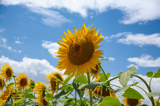 ひまわり畑 青空 の画像 10 218 件の Stock 写真 ベクターおよびビデオ Adobe Stock