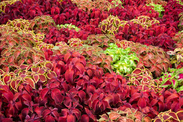 ユリウス　観葉植物　花壇　ふちどり