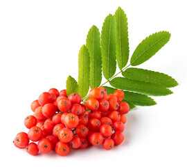 Ripe bunch of rowan berries or red mountain ash and green leaves