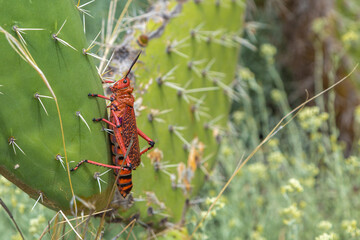 South African wildlife: Foaming Grashopper (Dictyophorus spumans) seen in natural habitat close Barrydale in the Western Cape of South Africa