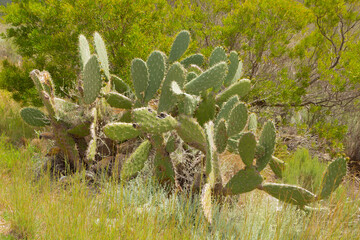 Opuntia sp. seen close to Barrydale in the Western Cape of South Africa