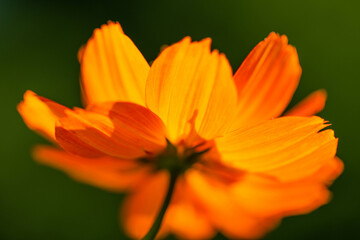 Fototapeta premium コスモス