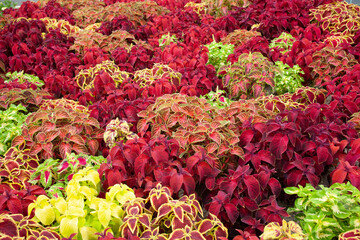 ユリウス　観葉植物　花壇　ふちどり