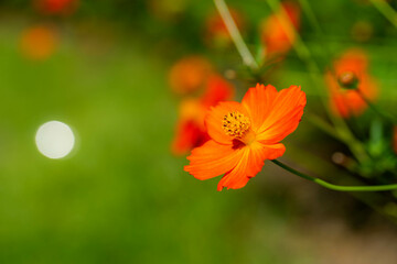 コスモス