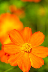 Fototapeta premium コスモス