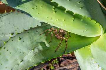 The Huntsman Spider Palystes superciliosus (the common rain spider) seen in the Western Cape of...