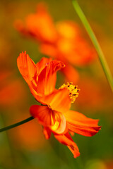 Fototapeta premium コスモス