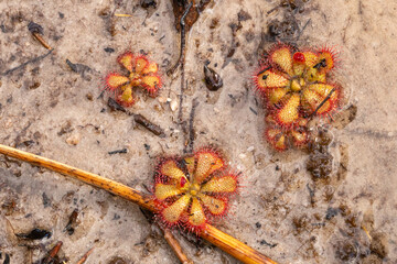 Some green rosettes of a Sundew (Drosera sp., a carnivorous plant) seen in natural habitat close to...