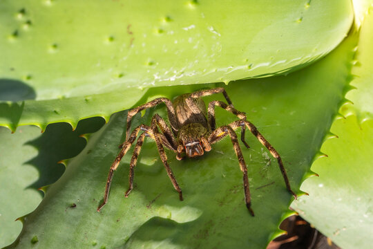 The common rain spider (Palystes superciliosus) in natural habitat close to Barrydale in the Western Cape of South Africa