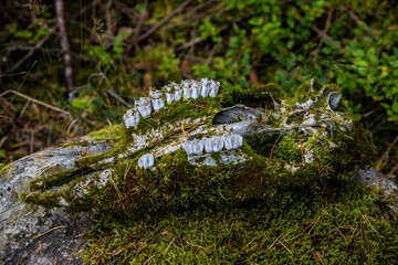 lower jaw of a moose in moss