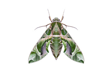 Oleander hawkmoth (Daphnis nerii) isolated on white background with clipping path, night insect, night butterfly - obrazy, fototapety, plakaty