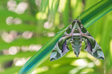 small night green butterfly the leaf,and blurred background green nature in rainy seaso, Oleander...