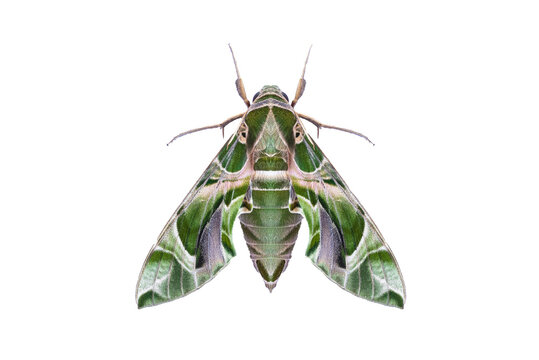 Oleander hawkmoth (Daphnis nerii) isolated on white background with clipping path, night insect, night butterfly