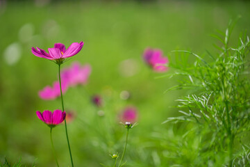 コスモス