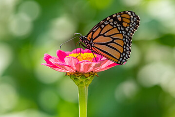 Orange monarch butterfly perched on pink zinnia flower in garden