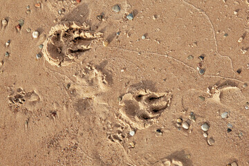 small and big dogs feet prints on a wet sand