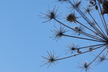 Obraz premium Abstract blurred soft bokeh background with Wild angelica plant dry compound umbels of flowers covered with white and shiny frost crystals, winter magic concept