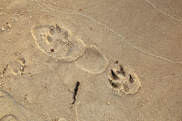 Dog and humans feet prints on a wet sand