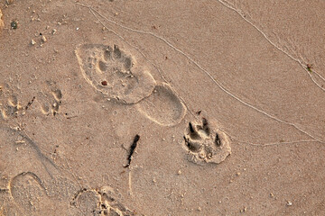 Dog and humans feet prints on a wet sand