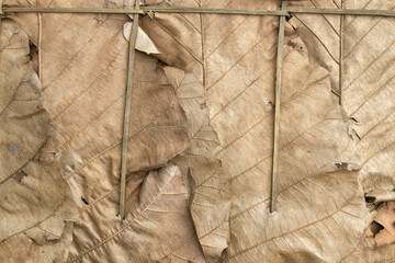 The dried leaves are used to make the roofs of old houses.