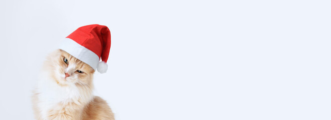Portrait of a ginger cat sits in a red Santa hat. I look at camera. White background. Banner for the website.