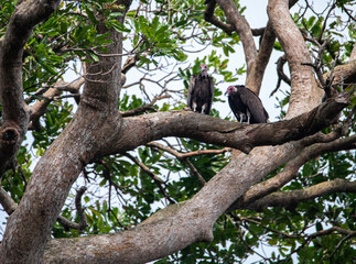 Two hooded vultures perched on an Eky tree