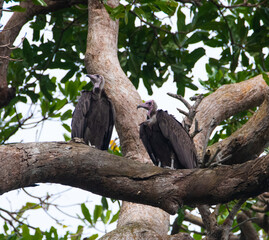 Two hooded vultures perched on an Eky tree