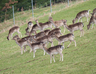 Naklejka na ściany i meble Group of cervus grazing in meadow at deer-field. Herd of red deer in spring pasture.