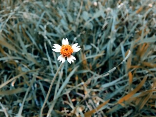 flower in the garden