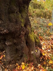 가을비에 떨어지는 낙엽