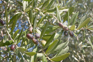Ripe olives on a tree close up, olive groves