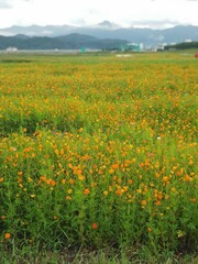 가을 노란코스모스들판