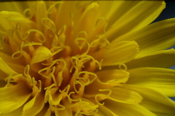 タンポポの雄蕊のクローズアップ