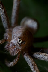 迫力のある蜘蛛のマクロ撮影