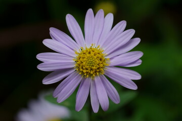 キク科の花のマクロ撮影