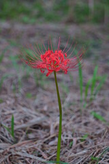 まっすぐに咲く一厘のヒガンバナ