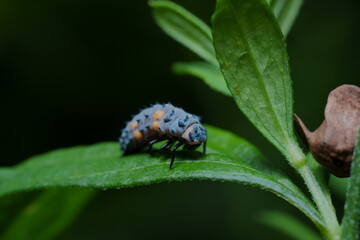 テントウムシの幼虫のマクロ撮影