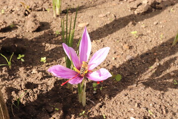 Crocus sativus, commonly known as saffron crocus, or autumn crocus. The crimson stigmas called threads, are collected to be as a spice. It is among the world's most costly spices by weight.