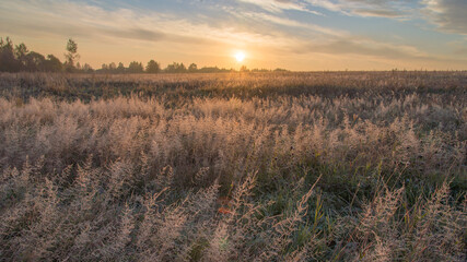 The rays of the rising sun fall on the grass covered with the first frost